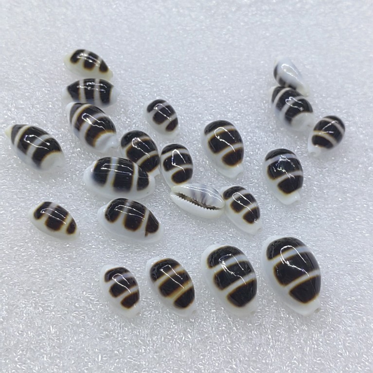 Conchiglia Striata Nera Natura - Aquarium Fish Black recensione e prezzo