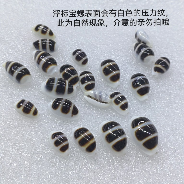 Conchiglia Striata Nera Natura - Aquarium Fish Black recensione e prezzo