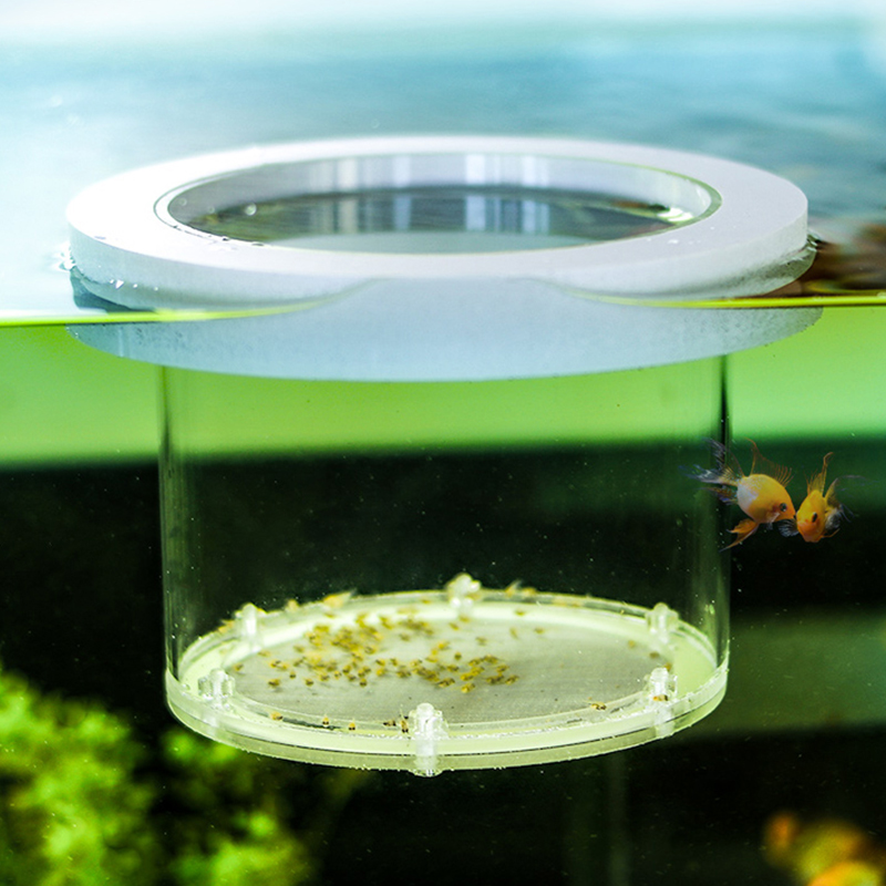 Scatola di isolamento per alle - Aquarium Fish Jar recensione e prezzo