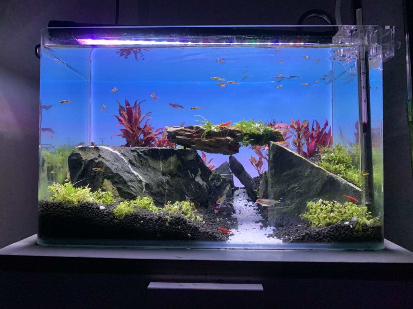 Luce per Acquario RGB con Camb - Aquarium Fish Background recensione e prezzo