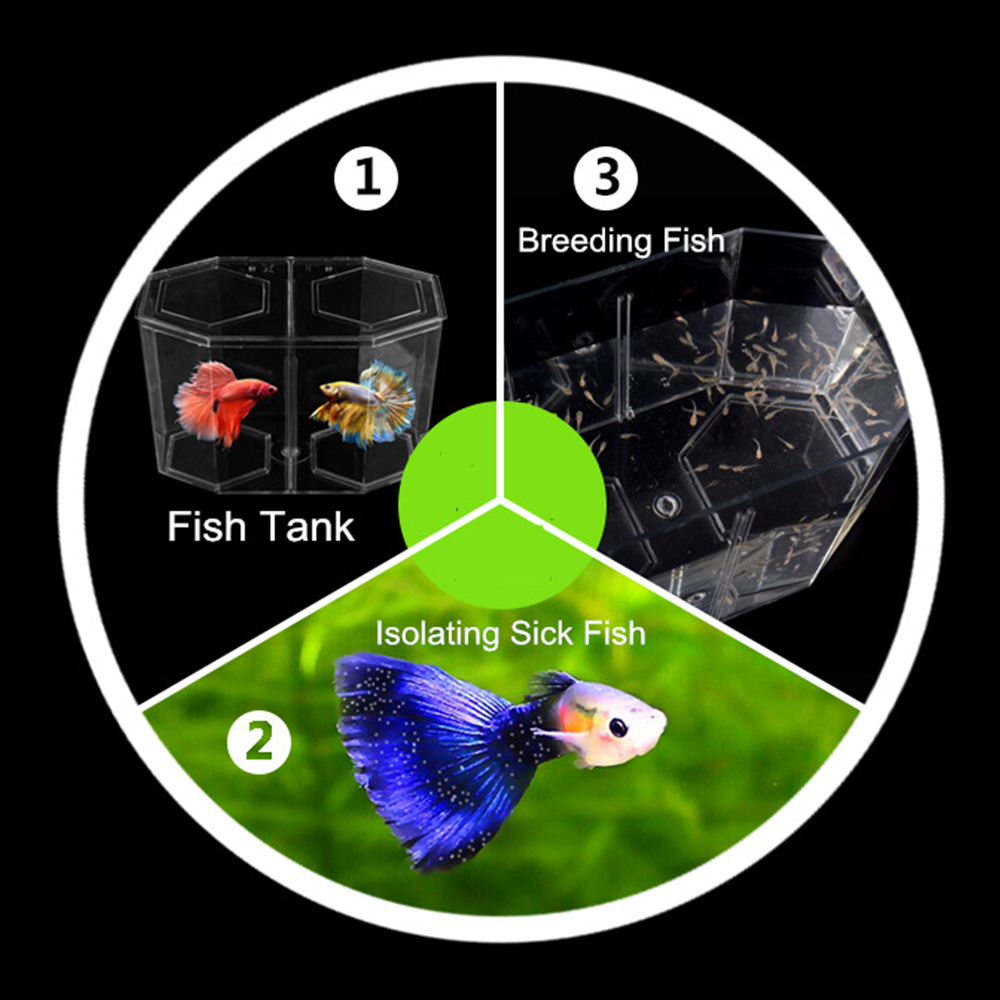 Acrilico Due Splits Guppy Acqu - Aquarium Fish Jar recensione e prezzo