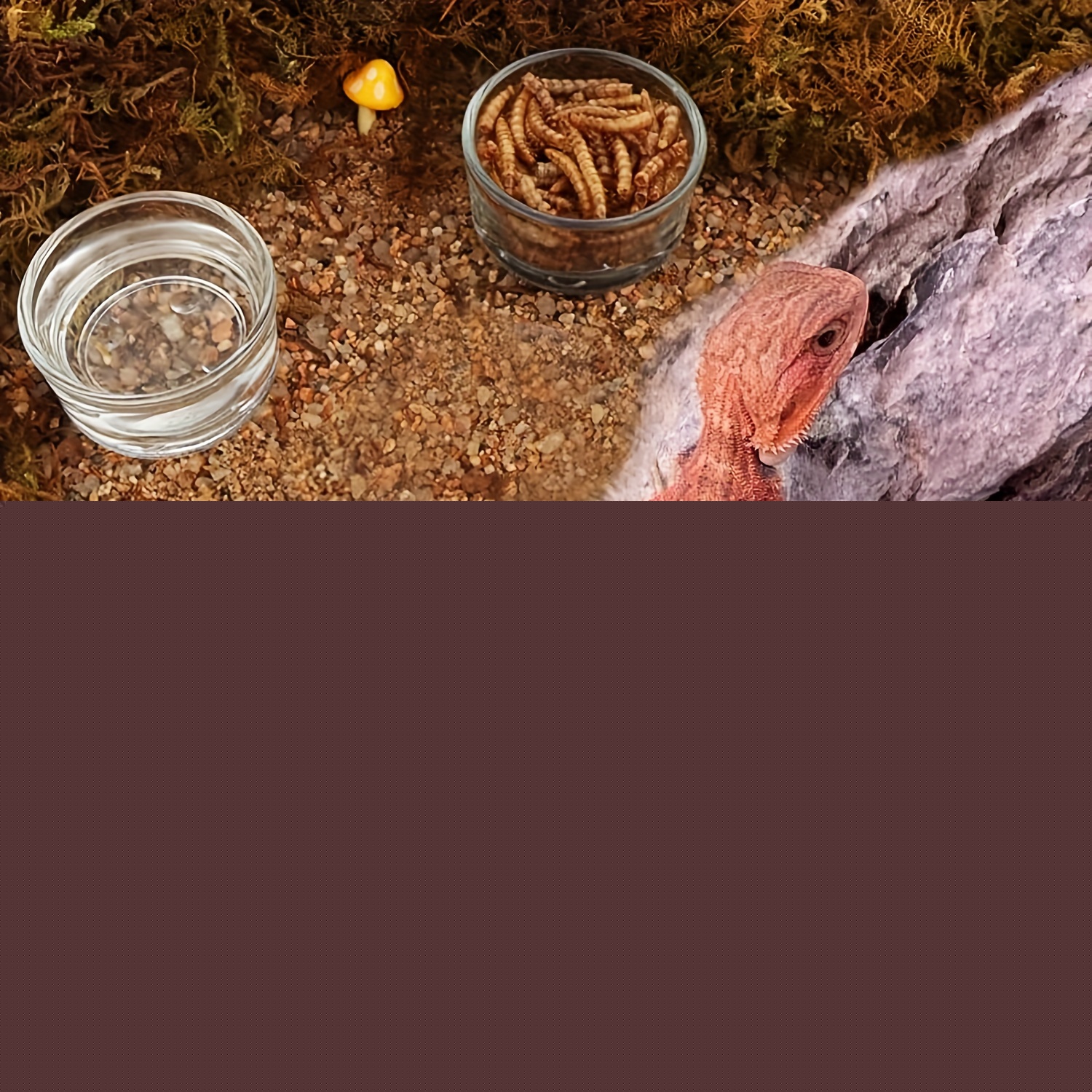 Ciotola per Alimentazione in V - Aquarium Fish Jar recensione e prezzo