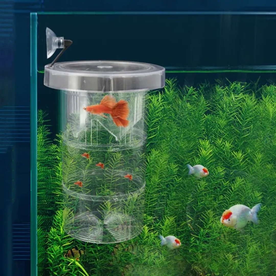 Acrilico Galleggiante Allevame - Aquarium Fish Jar recensione e prezzo